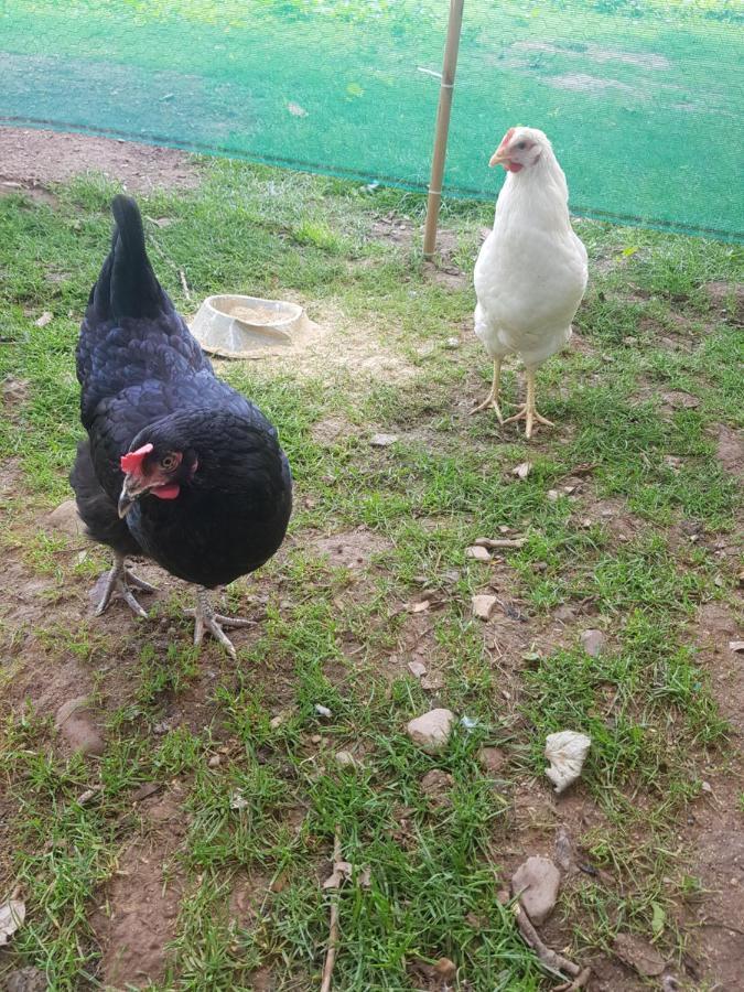 Shadow River Farm Anascaul Buitenkant foto